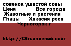 совенок ушастой совы › Цена ­ 5 000 - Все города Животные и растения » Птицы   . Хакасия респ.,Черногорск г.